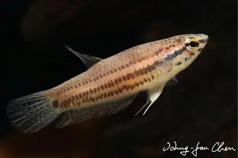 镰鳍搏鱼