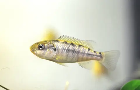 阿尔卡口孵非鲫
