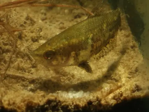 Parasphaerichthys lineatus