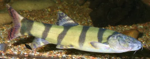 长薄鳅