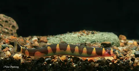 Pangio semicincta