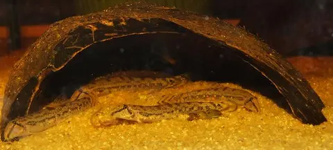 Kottelatlimia hipporhynchos