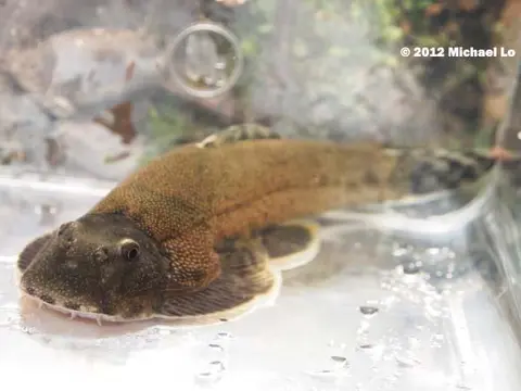 美腹腹吸鳅