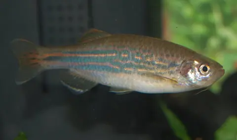 Danio dangila