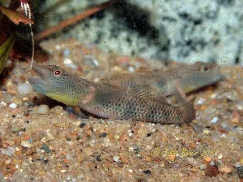 Rhinogobius chiengmaiensis