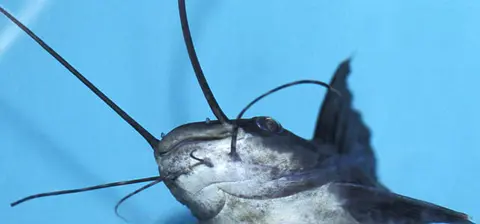 绣滑油鲶