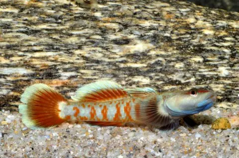 Rhinogobius zhoui
