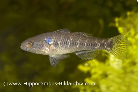Dormitator lebretonis