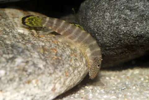Gastromyzon viriosus