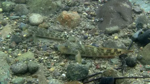 Rhinogobius sp. 'CB'