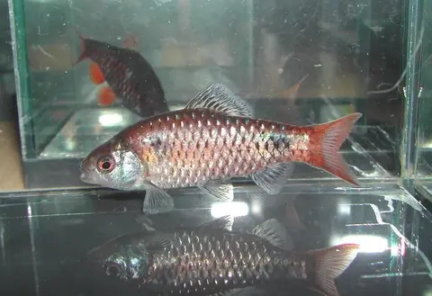 Pethia tiantian