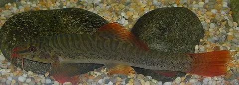 Paracanthocobitis pictilis
