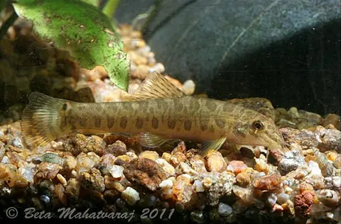 Paracanthocobitis mooreh
