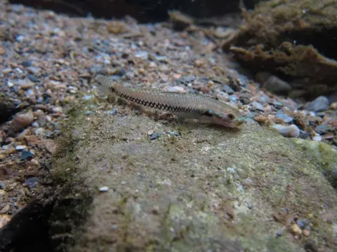 Stiphodon alcedo