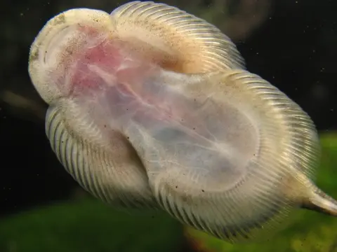 埔里华吸鳅