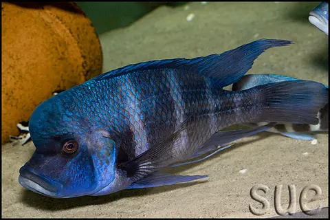 Cyphotilapia gibberosa
