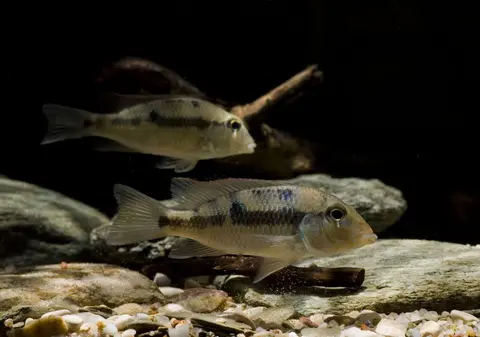 'Geophagus' crassilabris