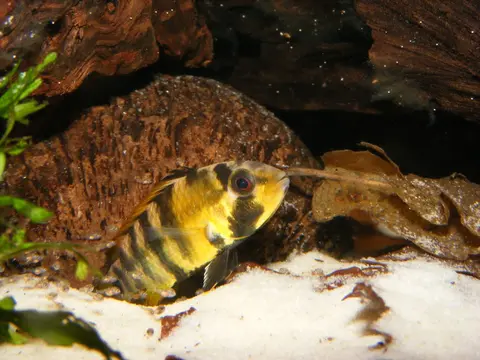 Apistogramma baenschi