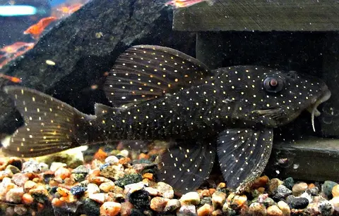 Hypancistrus sp.