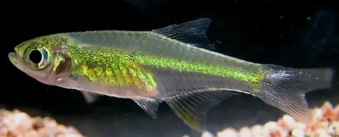 Microdevario kubotai