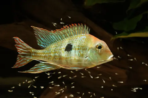 Geophagus sp. 'orange head'