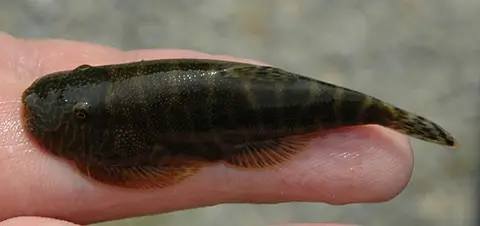 Gastromyzon extrorsus