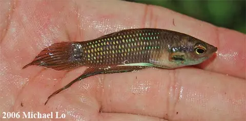 好斗搏鱼