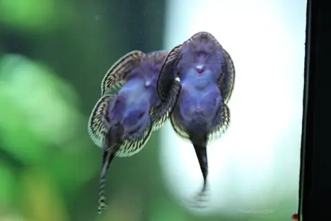 思凡腹吸鳅