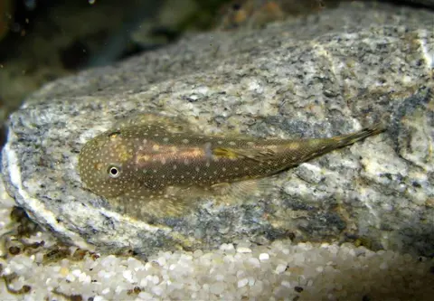 Gastromyzon scitulus