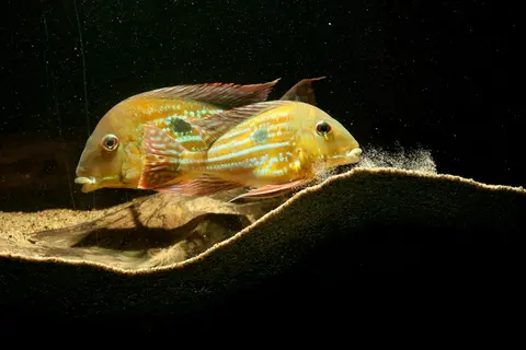 Geophagus winemilleri