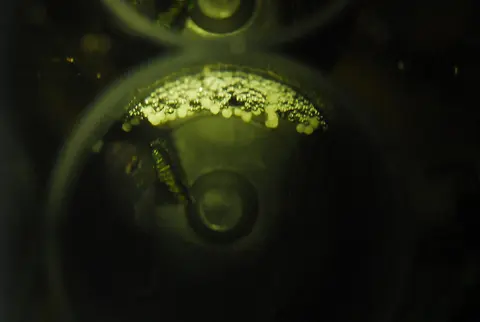 纳氏副斗鱼
