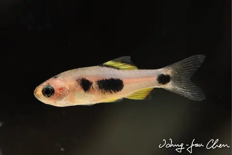 'Barbus' hulstaerti