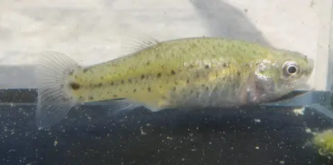 Anatolichthys danfordii