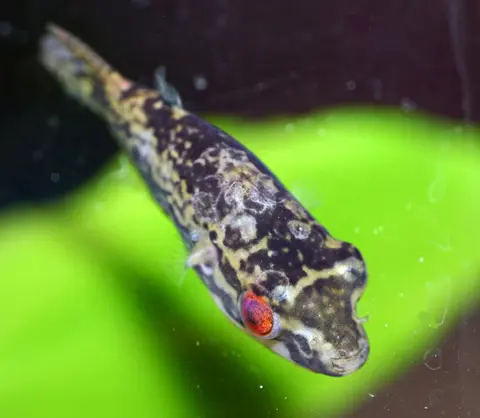 Carinotetraodon irrubesco