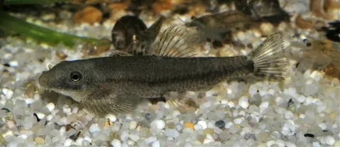 Erromyzon sp. 'ER01'