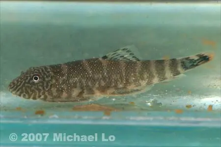 Gastromyzon ocellatus