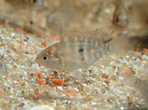 Andinoacara sp. 'Orinoco'