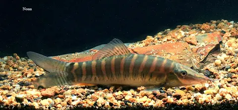 Syncrossus helodes