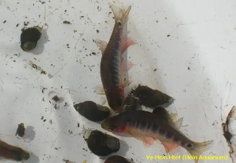 Danio erythromicron