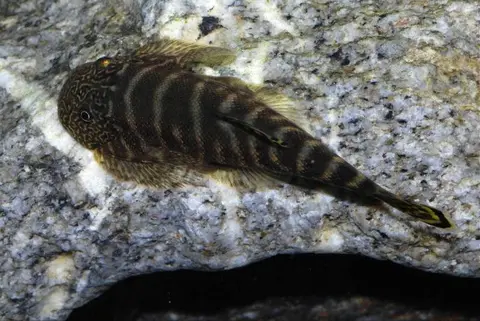 Gastromyzon viriosus