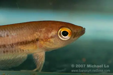 Betta midas