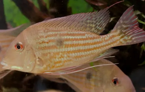 Geophagus abalios