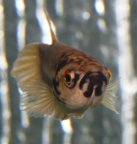 Betta pi