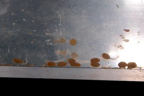 后臀丽鱼