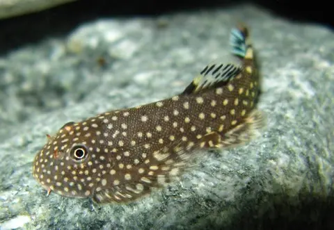 Gastromyzon scitulus