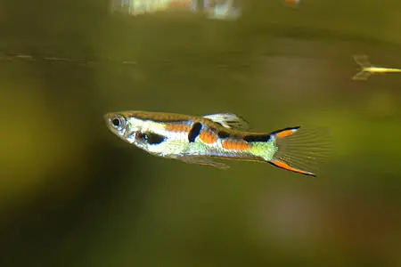 Poecilia wingei