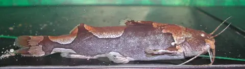 Akysis portellus