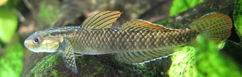 Stiphodon ornatus