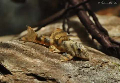 Peckoltia sp.
