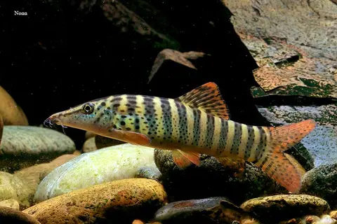 缅甸沙鳅